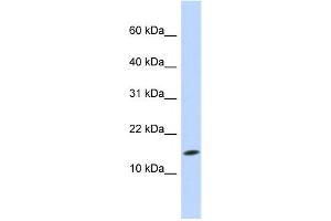 Western Blotting (WB) image for anti-Ubiquitin-Conjugating Enzyme E2D 3 (UBE2D3) antibody (ABIN2458700) (UBE2D3 抗体)