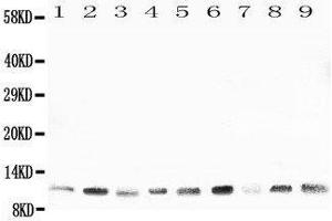 Western Blotting (WB) image for anti-Heat Shock 10kDa Protein 1 (Chaperonin 10) (HSPE1) (AA 81-102), (C-Term) antibody (ABIN3044176) (HSPE1 抗体  (C-Term))