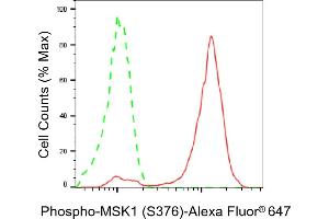 anti-Ribosomal Protein S6 Kinase, 90kDa, Polypeptide 5 (RPS6KA5) (pSer376) antibody