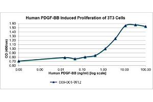 SDS-PAGE of Human Platelet Derived Growth Factor-BB Recombinant Protein Bioactivity of Human Platelet Derived Growth Factor-BB Recombinant Protein. (PDGF-BB Homodimer 蛋白)