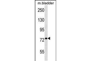 Western blot analysis in mouse bladder tissue lysates (35ug/lane). (COQ8A 抗体  (AA 396-423))