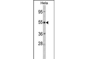 Western blot analysis of CRHR2 Antibody (Center) (ABIN390758 and ABIN2841016) in Hela cell line lysates (35 μg/lane). (CRHR2 抗体  (AA 243-272))