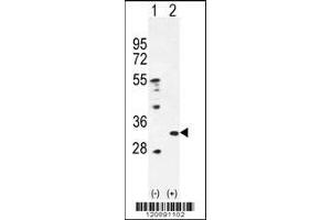 Western blot analysis of PRDX4 using rabbit polyclonal PRDX4 Antibody using 293 cell lysates (2 ug/lane) either nontransfected (Lane 1) or transiently transfected (Lane 2) with the PRDX4 gene. (Peroxiredoxin 4 抗体  (AA 82-110))