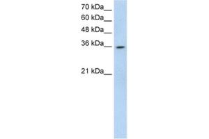 Western Blotting (WB) image for anti-ATP-Binding Cassette, Sub-Family A (ABC1), Member 3 Pseudogene (LOC342293) antibody (ABIN2462728) (LOC342293 抗体)