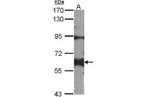 WB Image Sample (30 ug of whole cell lysate) A:NIH-3T3 7. (YES1 抗体  (Center))