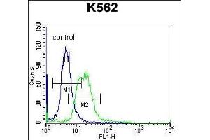 P3 Antibody (C-term) (ABIN656992 and ABIN2846173) flow cytometric analysis of K562 cells (right histogram) coared to a negative control cell (left histogram). (MPP3 抗体  (C-Term))