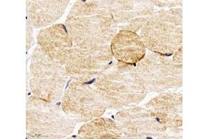 Immunohistochemistry analysis of paraffin-embedded mouse skeletal muscle using PPAPDC3 (ABIN7075036) at dilution of 1: 4000 (PPAPDC3 抗体)