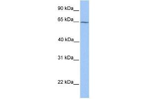 RXRB antibody used at 1 ug/ml to detect target protein. (Retinoid X Receptor beta 抗体  (N-Term))