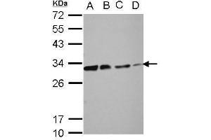WB Image Sample (30 ug of whole cell lysate) A: 293T B: A431 C: HeLa D: HepG2 12% SDS PAGE antibody diluted at 1:10000 (DCK 抗体)