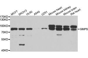 Western blot analysis of extracts of various cell lines, using GMPS antibody. (GMP Synthase 抗体  (AA 394-693))