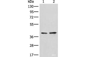 Western blot analysis of A172 and LO2 cell lysates using HNRNPA3 Polyclonal Antibody at dilution of 1:500 (HNRNPA3 抗体)