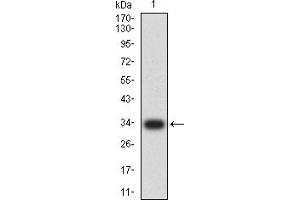 Western blot analysis using Neurod mAb against human Neurod (AA: 26-91) recombinant protein. (NEUROD1 抗体  (AA 26-91))