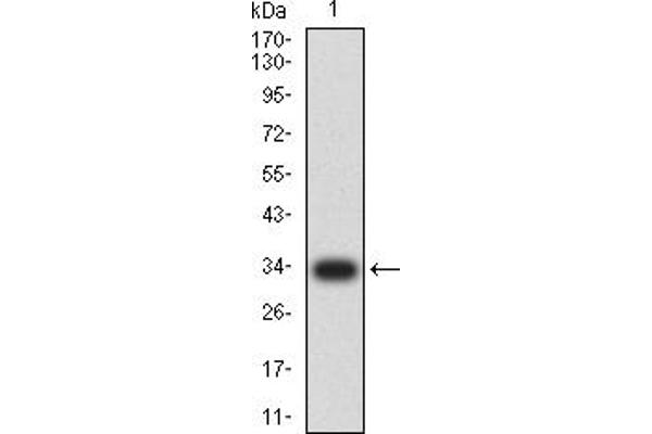 NEUROD1 抗体  (AA 26-91)