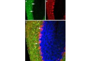 Expression of Histamine H3 receptor in rat cerebellum - Immunohistochemical staining of rat brain frozen sections with Anti-Histamine H3 Receptor (HRH3) Antibody (ABIN7043271 and ABIN7044509), (1:100), (green). (HRH3 抗体  (AA 228-242))