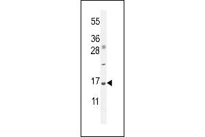 UBA52 Antibody (C-Term) (ABIN654135 and ABIN2844007) western blot analysis in Hela cell line lysates (35 μg/lane). (UBA52 抗体  (C-Term))