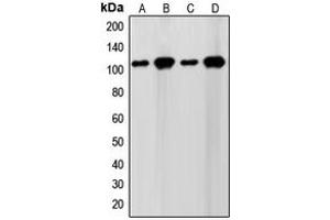 Western blot analysis of SENP7 expression in WI38 (A), HeLa (B), NIH3T3 (C), Jurkat (D) whole cell lysates. (SENP7 抗体  (C-Term))