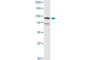 GOLGA1 MaxPab rabbit polyclonal antibody. (GOLGA1 抗体  (AA 1-767))