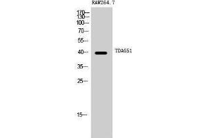 Western Blotting (WB) image for anti-Pleckstrin Homology-Like Domain, Family A, Member 1 (PHLDA1) (C-Term) antibody (ABIN3177661) (PHLDA1 抗体  (C-Term))