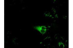Anti-CYP1A2 mouse monoclonal antibody (ABIN2452933) immunofluorescent staining of COS7 cells transiently transfected by pCMV6-ENTRY CYP1A2 (RC221636). (CYP1A2 抗体)