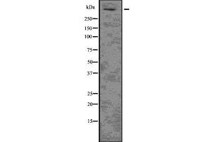 Western blot analysis of HTT using HuvEc whole  lysates. (Huntingtin 抗体  (N-Term))