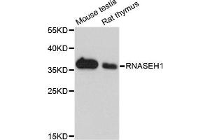 Western blot analysis of extracts of mouse testis and rat thymus cell lines, using RNASEH1 antibody. (Ribonuclease H1 抗体)
