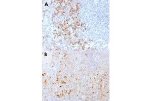 Immunohistochemical staining (Formalin-fixed paraffin-embedded sections) of human spleen (A) and human tonsil (B) with SELPLG monoclonal antibody, clone PSGL1/1601 . (SELPLG 抗体)