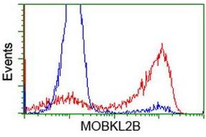 HEK293T cells transfected with either RC205977 overexpress plasmid (Red) or empty vector control plasmid (Blue) were immunostained by anti-MOBKL2B antibody (ABIN2453319), and then analyzed by flow cytometry. (MOBKL2B 抗体)