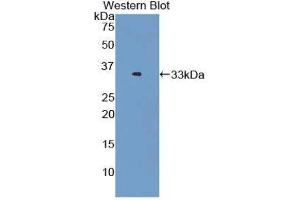 Western Blotting (WB) image for anti-Oxidized Low Density Lipoprotein (Lectin-Like) Receptor 1 (OLR1) (AA 60-312) antibody (ABIN1859677) (OLR1 抗体  (AA 60-312))