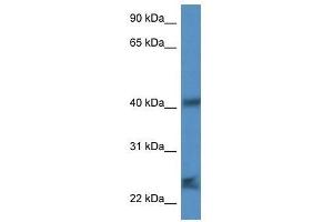 Western Blot showing Scamp1 antibody used at a concentration of 1. (SCAMP1 抗体  (N-Term))