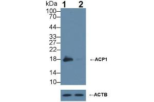 Western blot analysis of (1) Wild-type HeLa cell lysate, and (2) ACP1 knockout HeLa cell lysate, using Rabbit Anti-Rat ACP1 Antibody (1 µg/ml) and HRP-conjugated Goat Anti-Mouse antibody ( (ACP1 抗体  (AA 1-158))