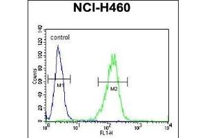 Sestrin-1 Antibody (C-term) (ABIN391992 and ABIN2841780) flow cytometric analysis of NCI- cells (right histogram) compared to a negative control cell (left histogram). (SESN1 抗体  (C-Term))