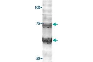 Western Blot analysis of WLS polyclonal antibody (1:2000) on HEK293 cell transfected with WLS-GFP. (GPR177/WLS 抗体  (C-Term))