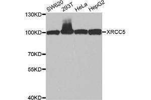 Western blot analysis of extracts of various cell lines, using XRCC5 antibody. (XRCC5 抗体)
