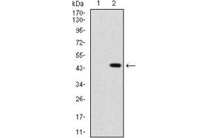 Western Blotting (WB) image for anti-Sonic Hedgehog (SHH) (AA 26-161) antibody (ABIN1846141)