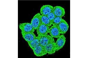 Confocal immunofluorescent analysis of PM20D2 Antibody (C-term) Cat. (PM20D2 抗体  (C-Term))