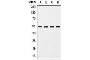 Western blot analysis of CHRNA7 expression in HepG2 (A), Jurkat (B), Raw264. (CHRNA7 抗体  (Center))
