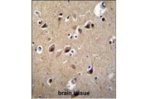 LRTM2 Antibody (C-term) (ABIN655297 and ABIN2844884) immunohistochemistry analysis in formalin fixed and paraffin embedded human brain tissue followed by peroxidase conjugation of the secondary antibody and DAB staining. (LRTM2 抗体  (C-Term))