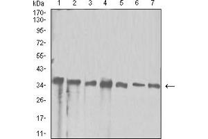 Western blot analysis using APEX1 mouse mAb against Hela (1), Jurkat (2), SW480 (3), A431 (4), HepG2 (5), NIH/3T3 (6), and PC-12 (7) cell lysate. (APEX1 抗体  (AA 219-318))