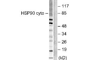Western blot analysis of extracts from NIH/3T3 cells, using HSP90 cyto antibody (#C0234). (HSP90AA1 抗体)