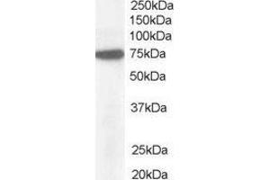 ABIN2564251 (1µg/ml) staining of Hela lysate (35µg protein in RIPA buffer). (NUP85 抗体  (C-Term))