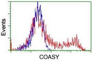 Image no. 2 for anti-CoA Synthase (COASY) antibody (ABIN1497557) (COASY 抗体)