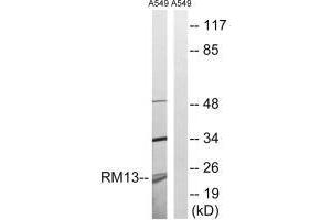 MRPL13 抗体  (C-Term)