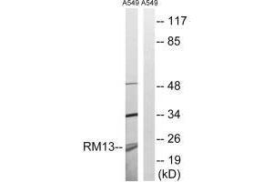 Western blot analysis of extracts from A549 cells, using MRPL13 antibody. (MRPL13 抗体  (C-Term))