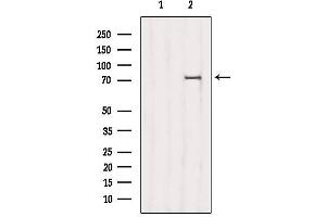 Western blot analysis of extracts from 3T3, using NDC80 Antibody. (NDC80 抗体  (C-Term))