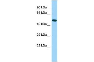 Host: Rabbit Target Name: ARRDC4 Sample Type: Fetal Liver lysates Antibody Dilution: 1. (ARRDC4 抗体  (N-Term))