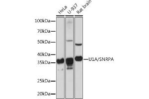 Western blot analysis of extracts of various cell lines, using U1A/SNRPA Rabbit mAb (ABIN1682728, ABIN3017975, ABIN3017976 and ABIN7101553) at 1:1000 dilution. (SNRPA1 抗体)