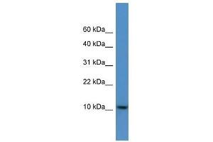 DNAJC19 antibody used at 0. (DNAJC19 抗体  (C-Term))