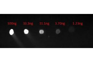 Dot Blot of Goat Anti-HUMAN IgG F(c) Fluorescein Conjugated Antibody. (山羊 anti-人 IgG (Fc Region) Antibody (FITC) - Preadsorbed)