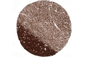 Immunohistochemistry (IHC) image for anti-Enolase 2 (Gamma, Neuronal) (ENO2) (AA 416-433) antibody (ABIN7477539)