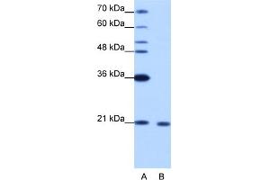 WB Suggested Anti-RBM8A Antibody Titration:  1.